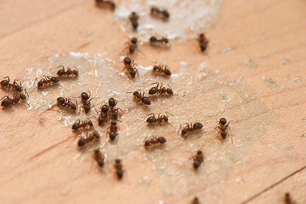 Insect Control in Tahoka, TX