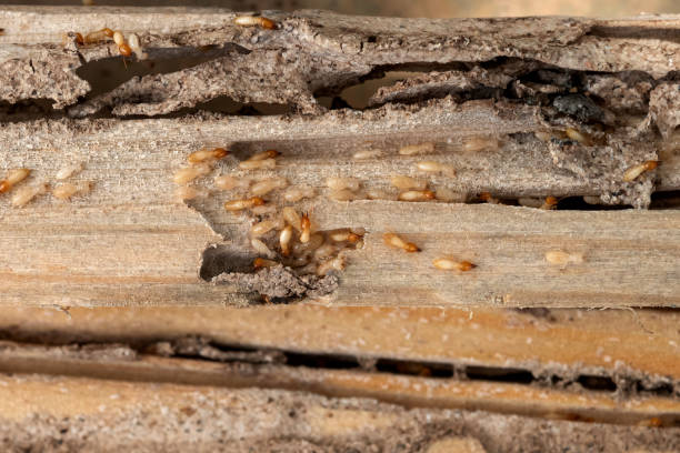 Pest Control Cost in Tahoka, TX